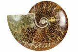 Polished, Agatized Ammonite (Cleoniceras) - Madagascar #104854-1